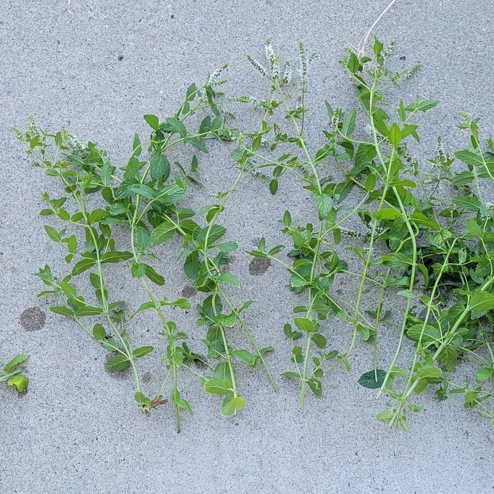 10 pieces of mint with leaves